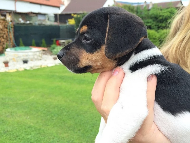 Prodam Jack Russel Terier,